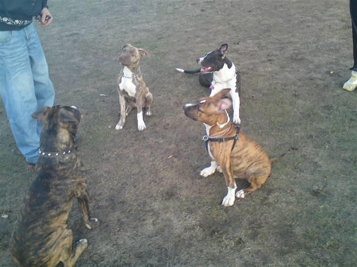 Amerikansk staffordshire terrier Tripper Himmelhund billede 10