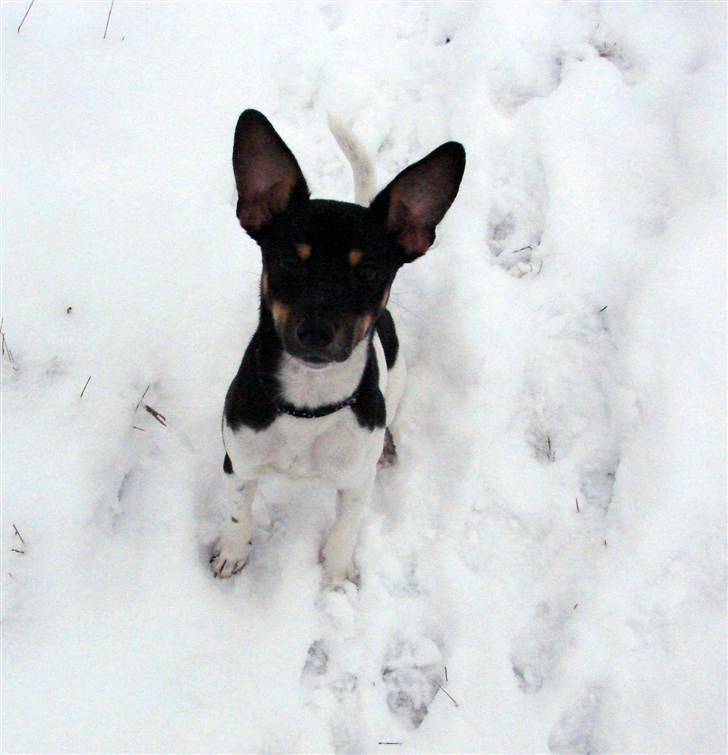 Dansk svensk gaardhund Tobbi billede 1