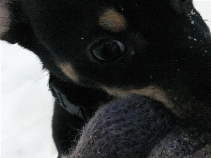 Dansk svensk gaardhund Tobbi billede 3