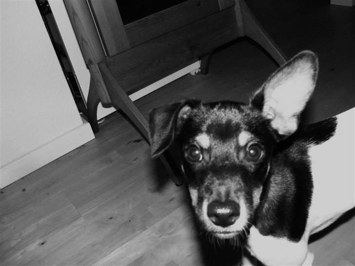 Dansk svensk gaardhund Tobbi billede 4