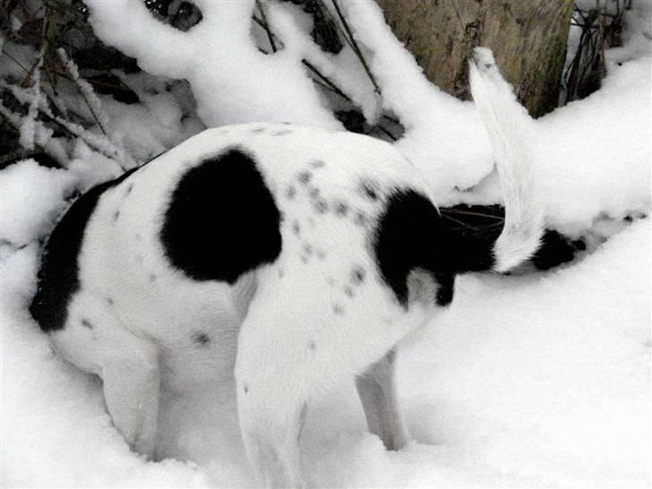 Dansk svensk gaardhund Tobbi billede 5