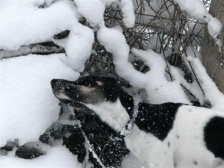 Dansk svensk gaardhund Tobbi billede 6