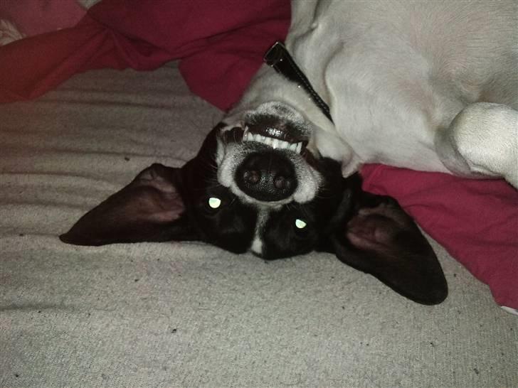 Dansk svensk gaardhund Wapse - vi lå i sengen og så faldt hans øre ned så synes jeg det var sjovt at tørre hans tænder, så kan han til at se sådan ud.. han er dejlig billede 1