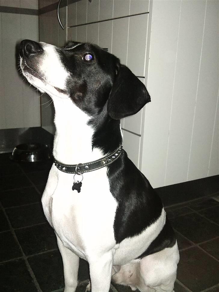 Dansk svensk gaardhund Wapse - se jeg tigger fint billede 2