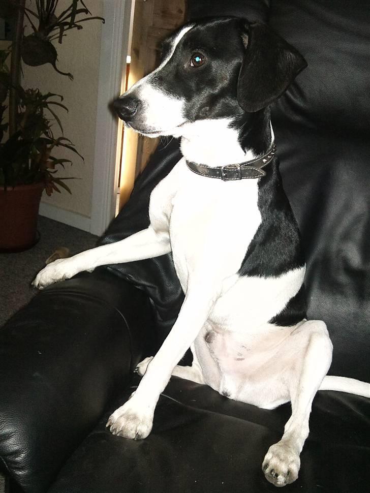 Dansk svensk gaardhund Wapse - årh det er bare en dejlig stol at sidde i..  billede 3