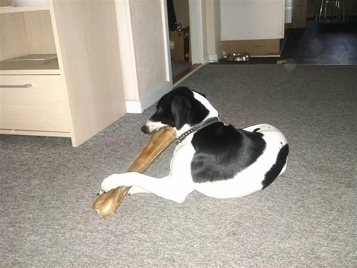 Dansk svensk gaardhund Wapse - det er en smule stort det kødven, og mine ben er for korte til at holde det billede 4