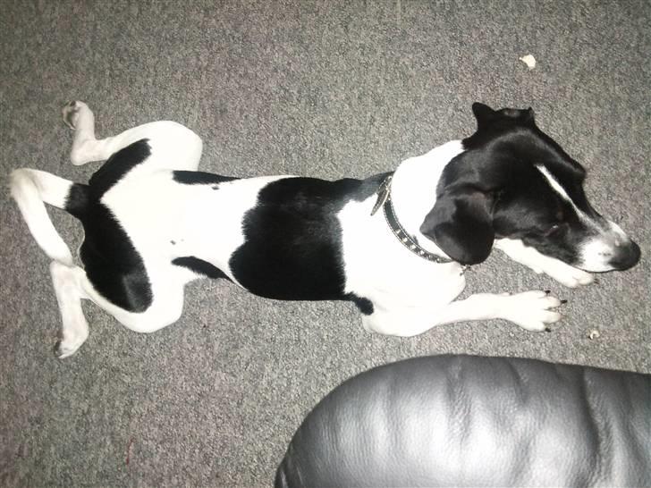 Dansk svensk gaardhund Wapse - så tager vi os lige en lille svømme tur billede 5