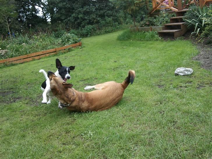 Dansk svensk gaardhund Wapse - en god omgang leg, et billede jeg tog lige da jeg havde købt ham og dette er første gang han rigtig leger med Shina billede 6