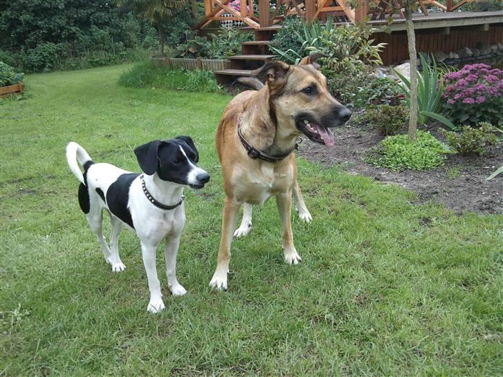 Dansk svensk gaardhund Wapse - der var lige noget de skulle holde øje med billede 7