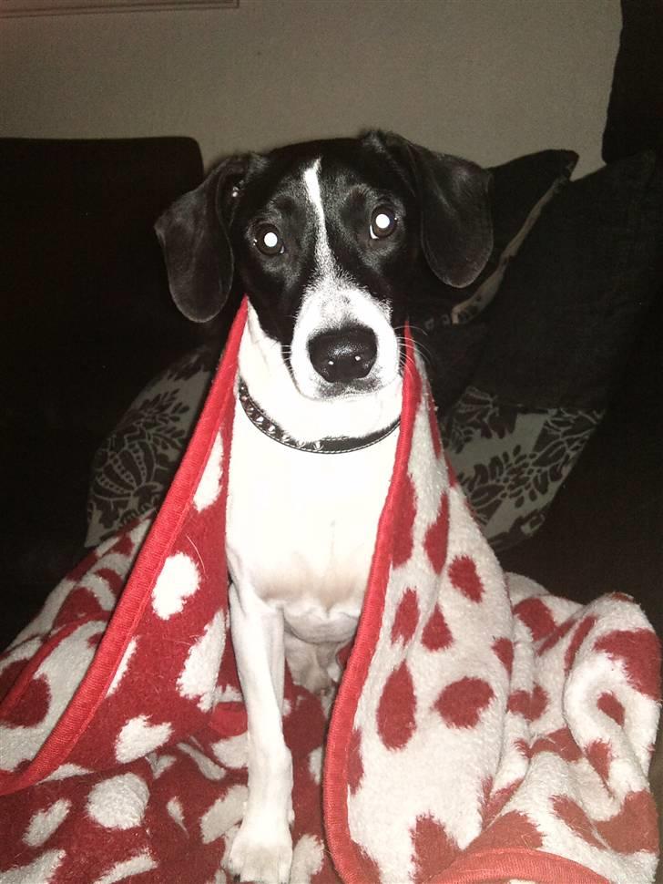 Dansk svensk gaardhund Wapse - jeg tigger kun lidt, men jeg skal sidde inden under tæppet billede 8