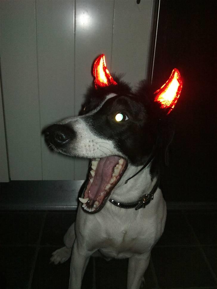 Dansk svensk gaardhund Wapse - her er han klædt ud som djævel til nyt år, pynten var kun lige på da jeg tog billedet billede 9