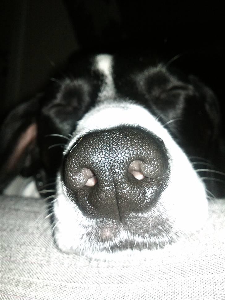 Dansk svensk gaardhund Wapse - gider du godt lige lade mig sove tror jeg han tænker hehe billede 10