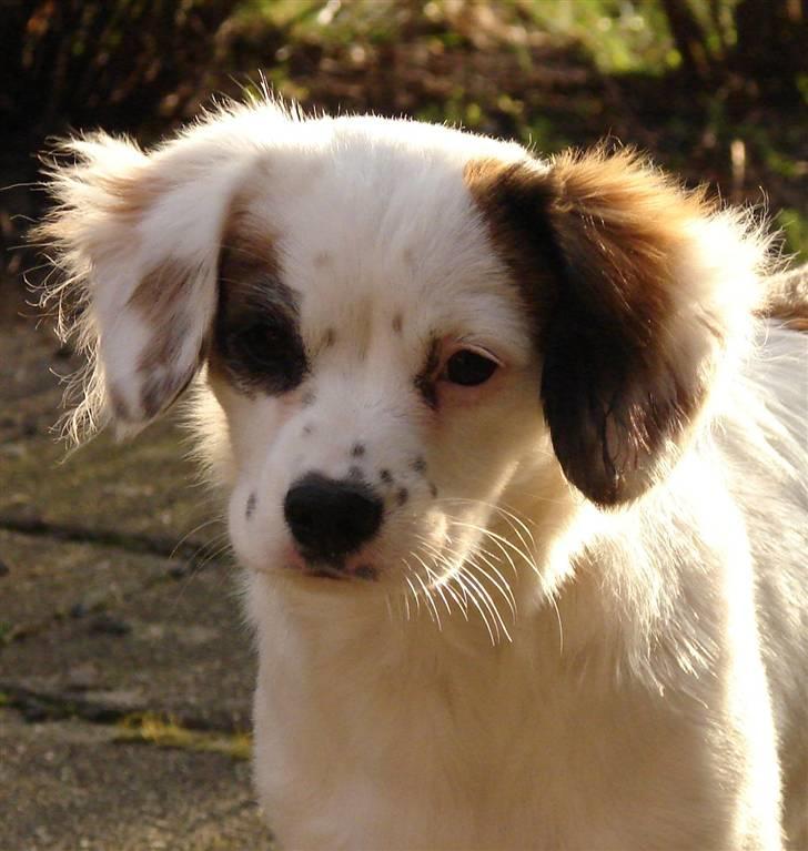 Blanding af racer Kaia - Min lille "engel" billede 9