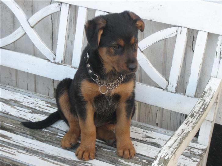 Blanding af racer Kato - Kato 9 uger gammel billede 1