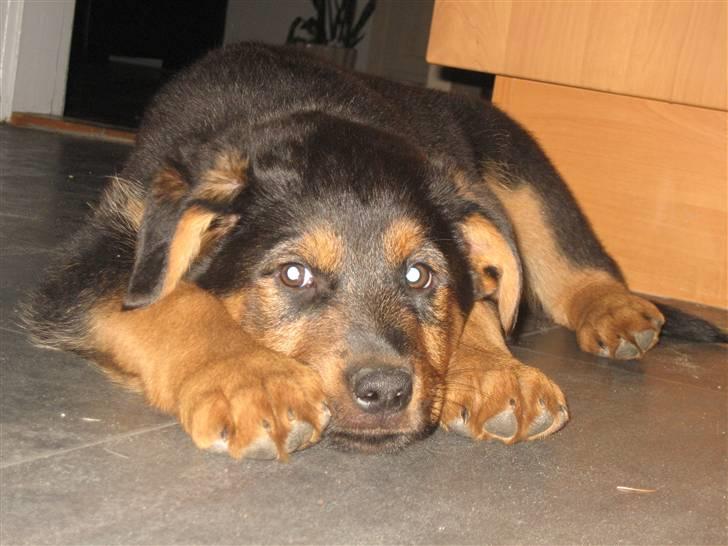 Blanding af racer Kato billede 2