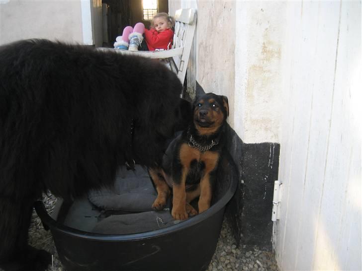 Blanding af racer Kato billede 3