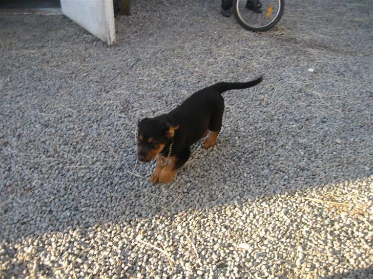 Blanding af racer Kato billede 4