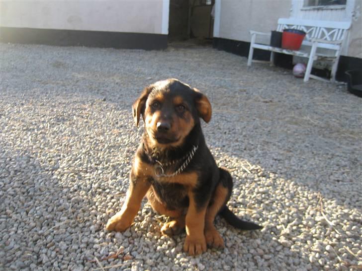 Blanding af racer Kato billede 5