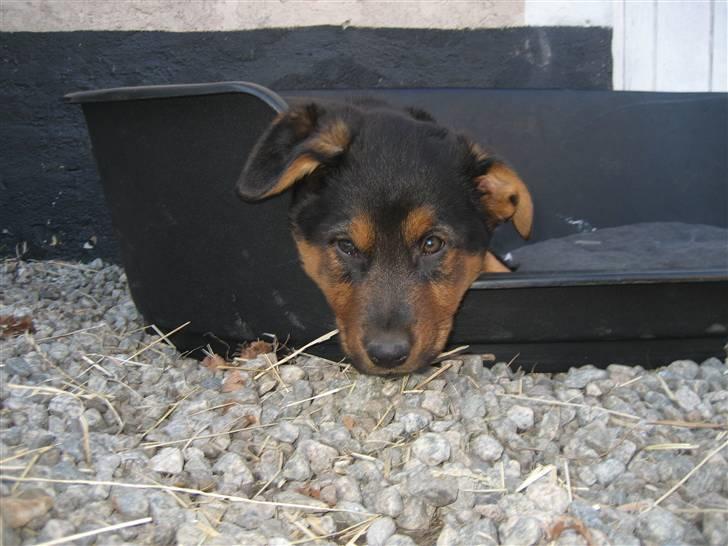 Blanding af racer Kato billede 6