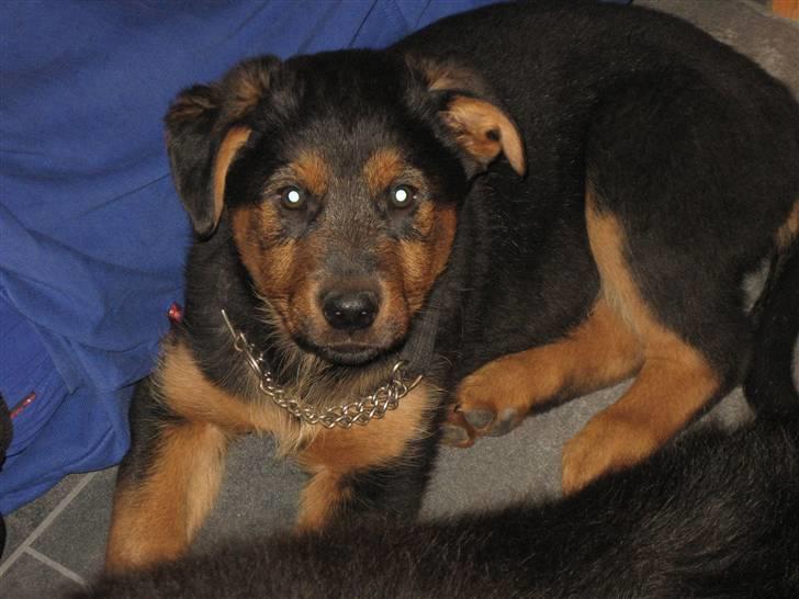 Blanding af racer Kato billede 7