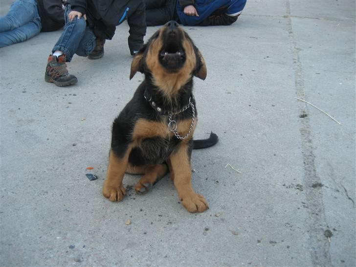 Blanding af racer Kato billede 8