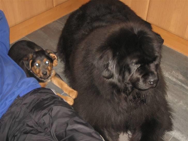 Blanding af racer Kato billede 9