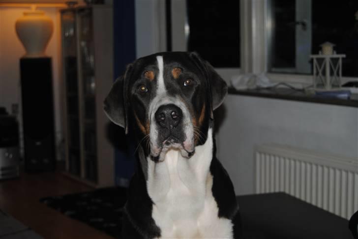 Grosser schweizer sennenhund Charlie billede 8