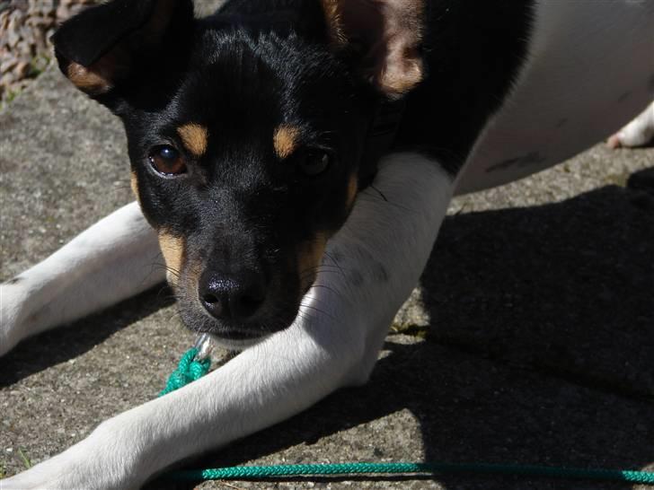 Dansk svensk gaardhund Tobbi billede 7