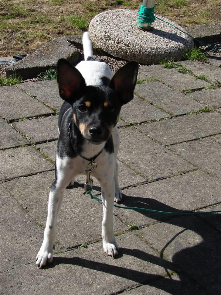 Dansk svensk gaardhund Tobbi billede 8