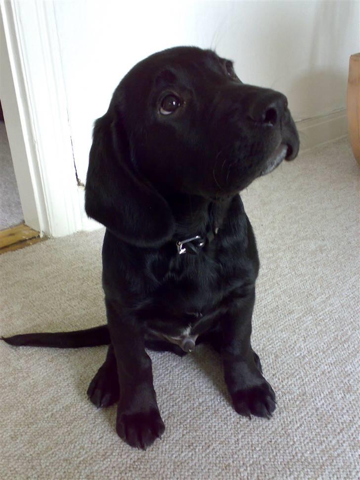 Labrador retriever Basse  billede 1