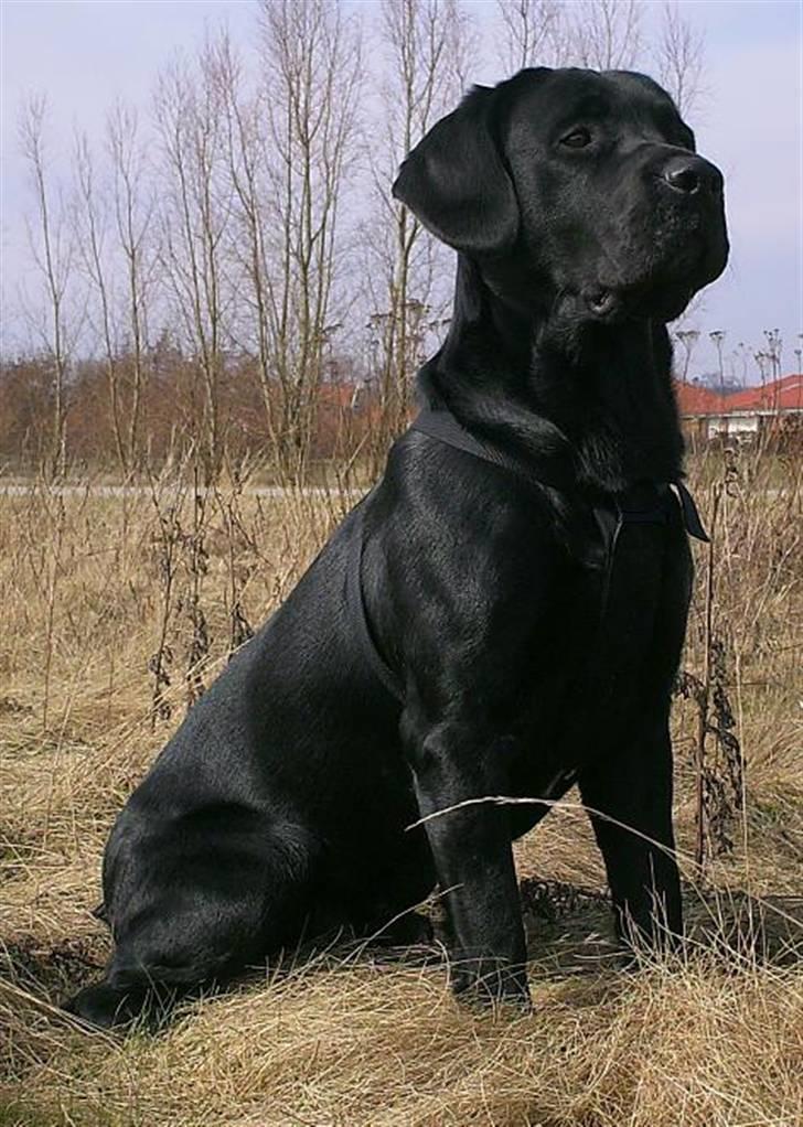 Labrador retriever Basse  billede 2