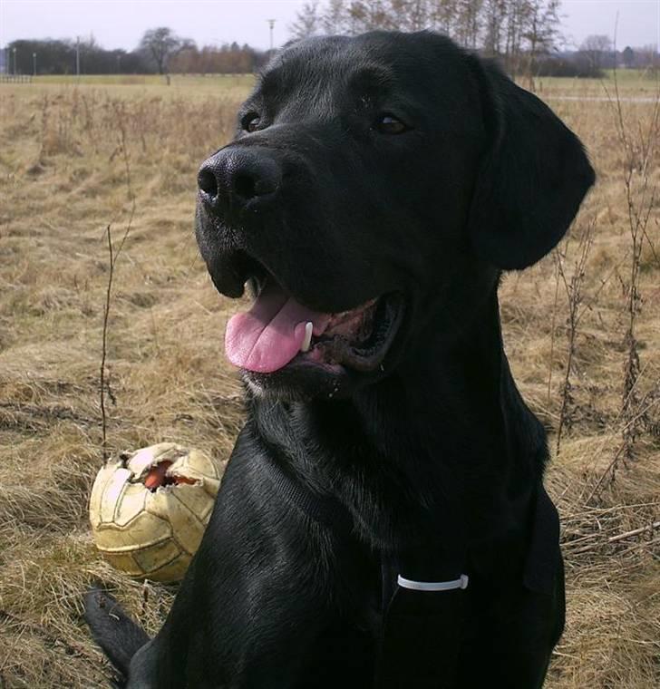 Labrador retriever Basse  billede 3