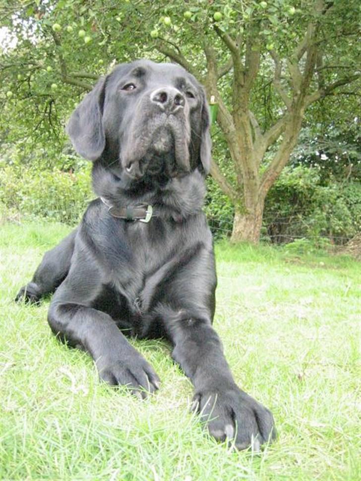 Labrador retriever Basse  billede 6