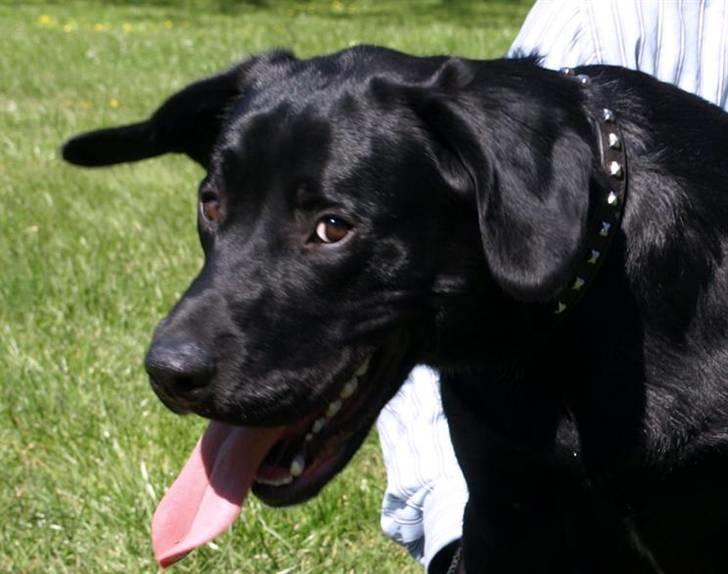 Labrador retriever Basse  billede 7