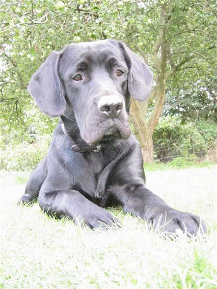 Labrador retriever Basse  billede 8