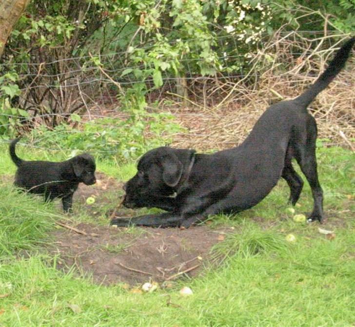 Labrador retriever Basse  billede 9