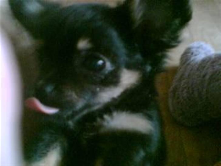 Chihuahua Cookie TAR IKKE IMOD UDFO billede 2