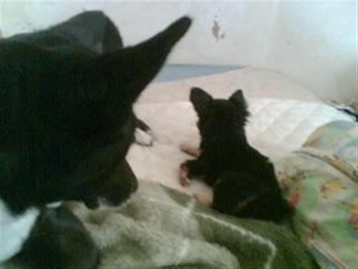 Chihuahua Cookie TAR IKKE IMOD UDFO billede 3