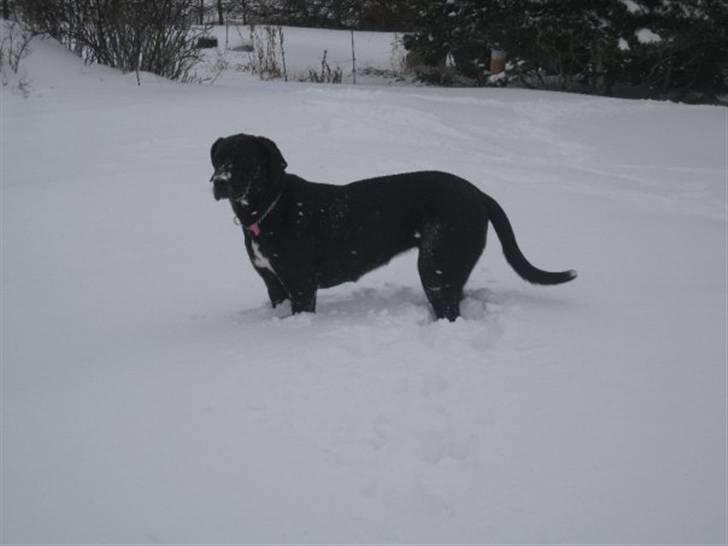 Grand danois Freja billede 4