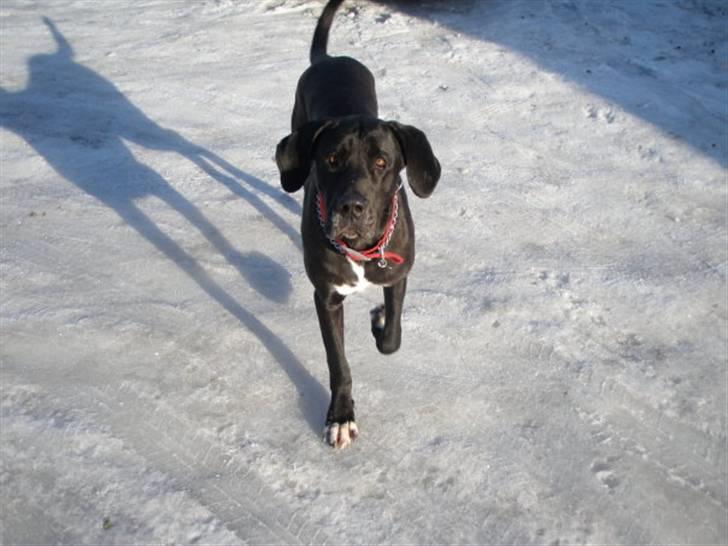 Grand danois Freja billede 5