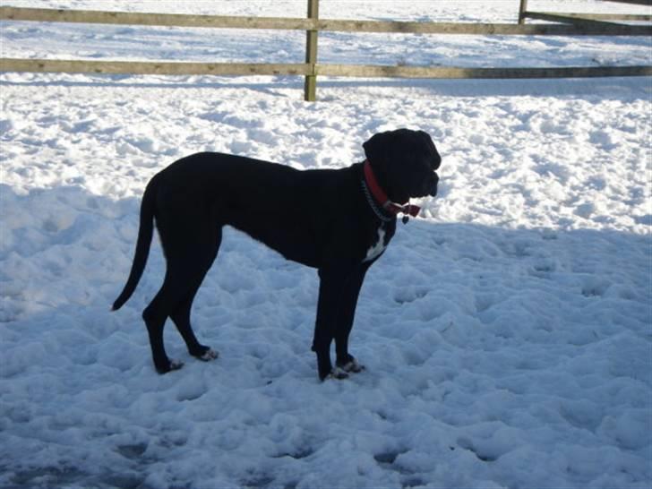 Grand danois Freja billede 6