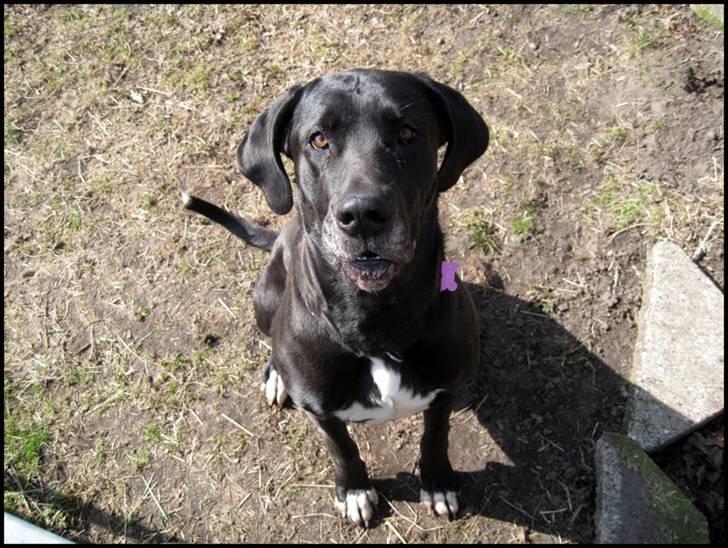 Grand danois Freja billede 7