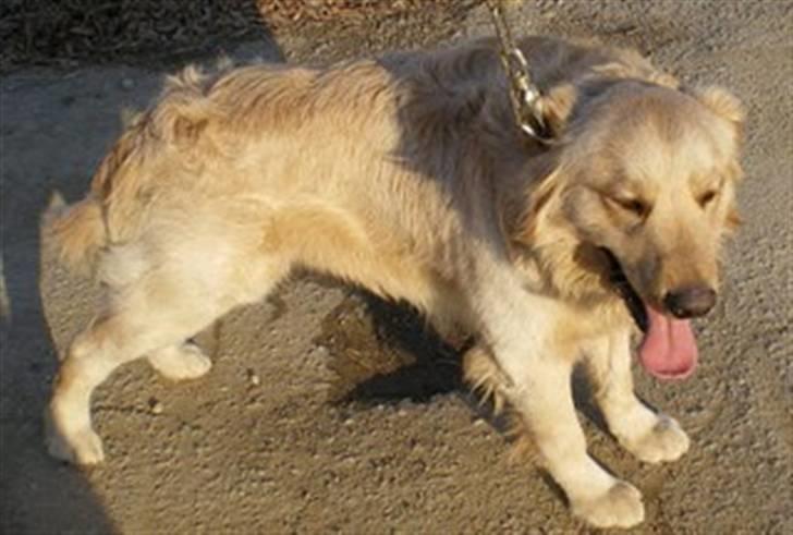 Golden retriever Hoki billede 1