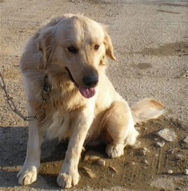 Golden retriever Hoki billede 2