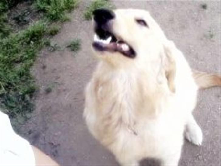 Golden retriever Hoki billede 3