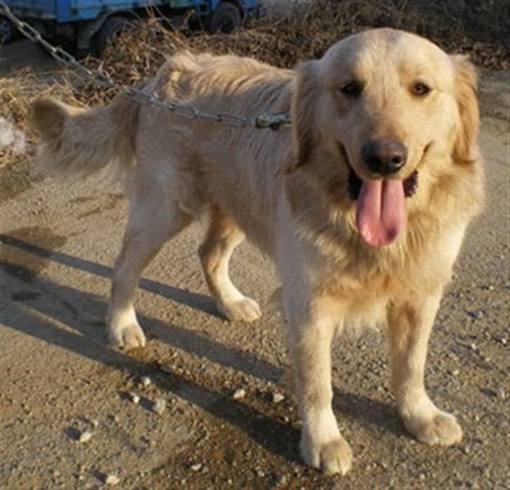 Golden retriever Hoki billede 4