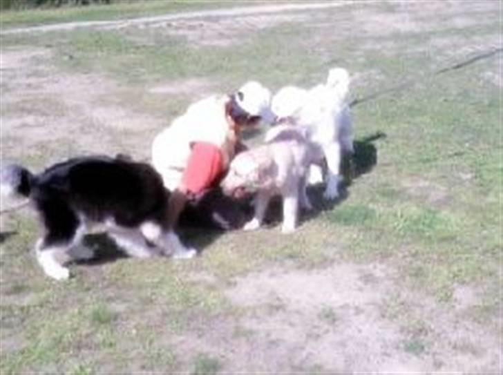 Golden retriever Hoki billede 5