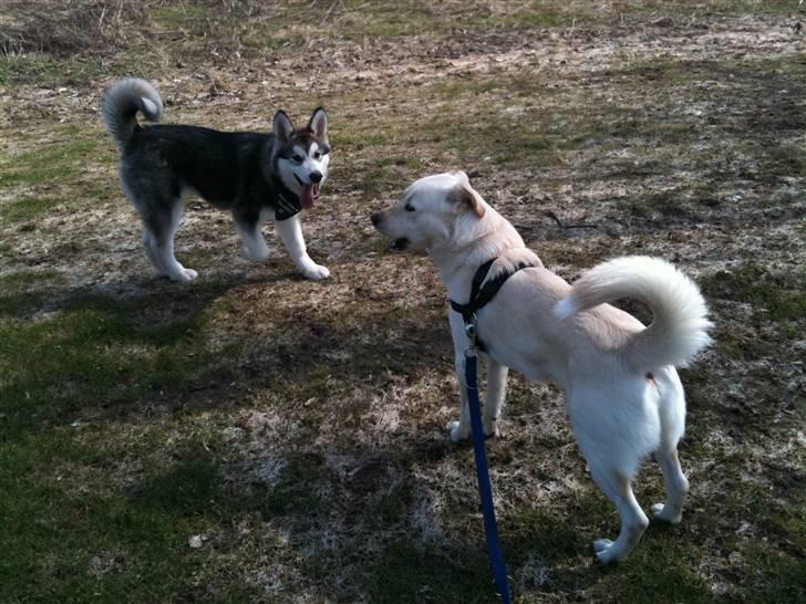 Blanding af racer Ramses billede 12