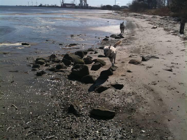 Blanding af racer Ramses billede 13