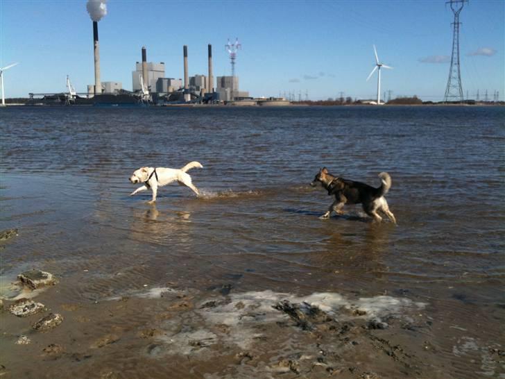 Blanding af racer Ramses billede 14